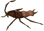 Cockroach Drone