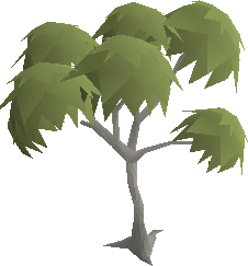 Eucalyptus tree