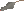 Rat