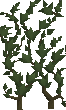 clinging_ivy.gif