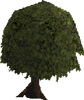 tree_oak.gif