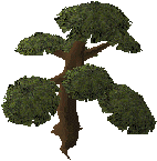 tree_yew.gif