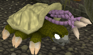 Warped Tortoise