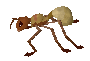 Giant Ant Worker