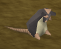 Rat