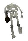 Skeleton -21-