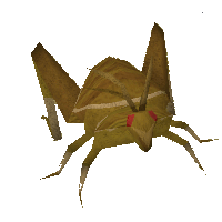 Scabaras locust