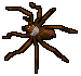 Huge spider -POH-