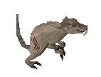 Zombie rat