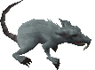 Giant Rat -4-