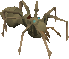 Corpse Spider