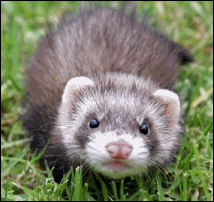 Ferret of Doom