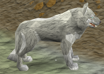 Adolescent White wolf
