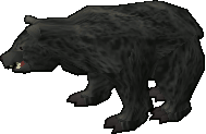 Black bear
