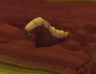 Grotworm -quest-