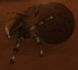 Dung kalphite