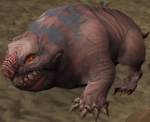 Baby mole
