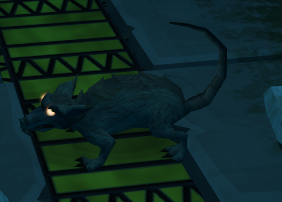 Sewer rat