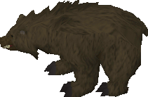 Grizzly Bear