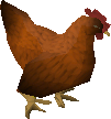 Rooster