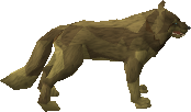Desert Wolf