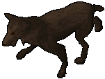 Wild Dog