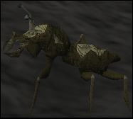 Cave bug