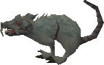 Giant Rat -2-