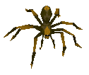 Giant spider -2-