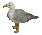 Seagull -2-
