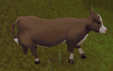 Cow Calf
