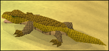 Desert Lizard