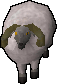 Ram