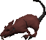 Angry Giant Rat