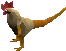 Newtroost