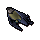 Plover bird