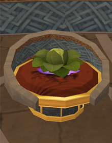 px;"Brassica