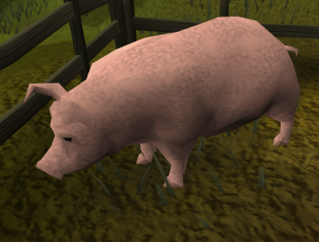 Pig
