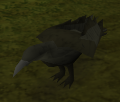 Crow