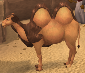 Elly the Camel